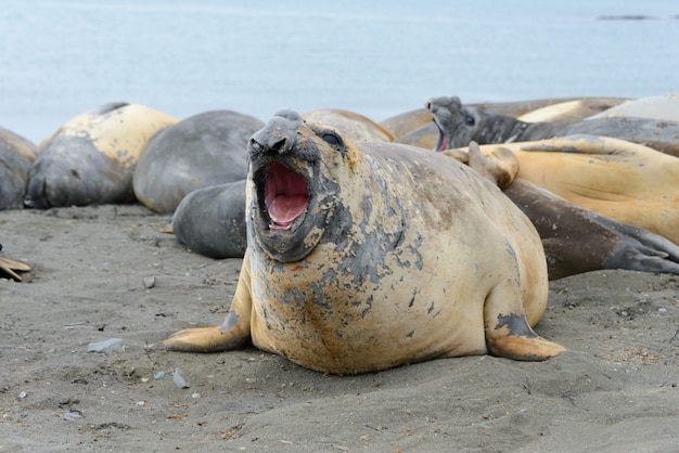 Premium Photo | Elephant seal aggressive