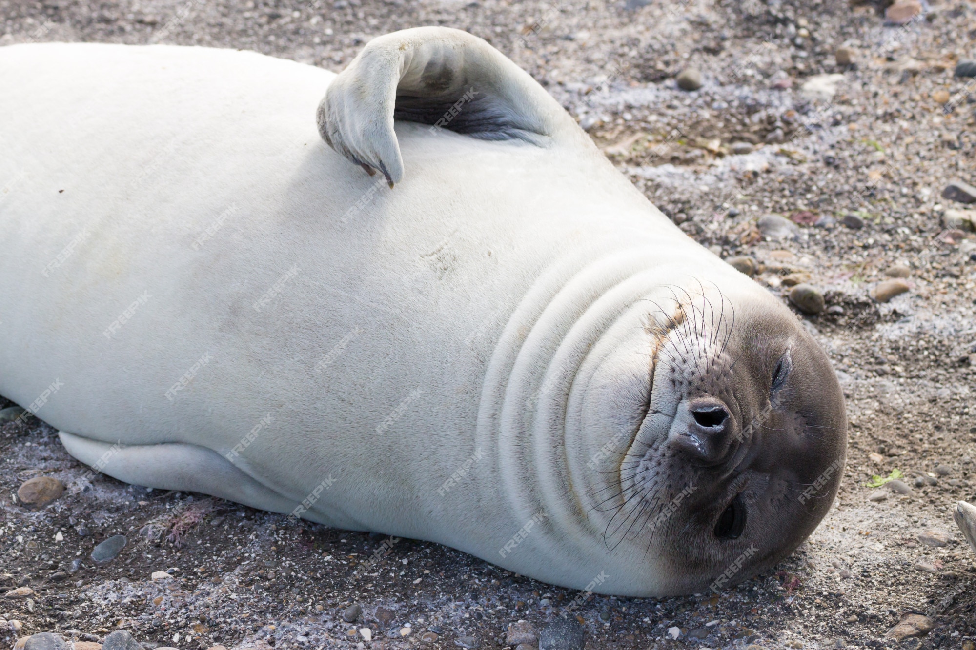 Premium Photo | Elephant seal on beach close up, patagonia, argentina