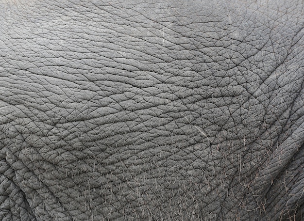 Premium Photo | Elephant skin texture abstract background.