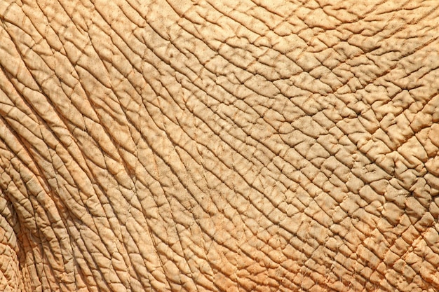 Premium Photo | Elephant skin texture