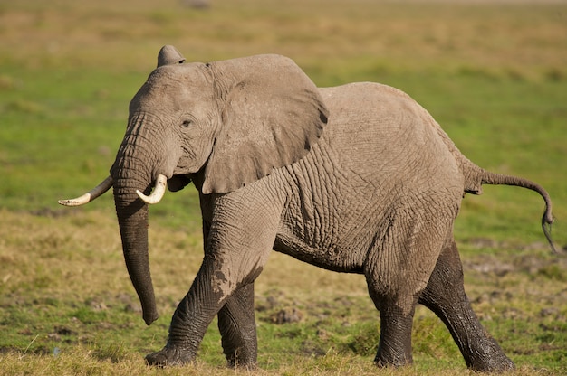 Premium Photo | Elephant walking