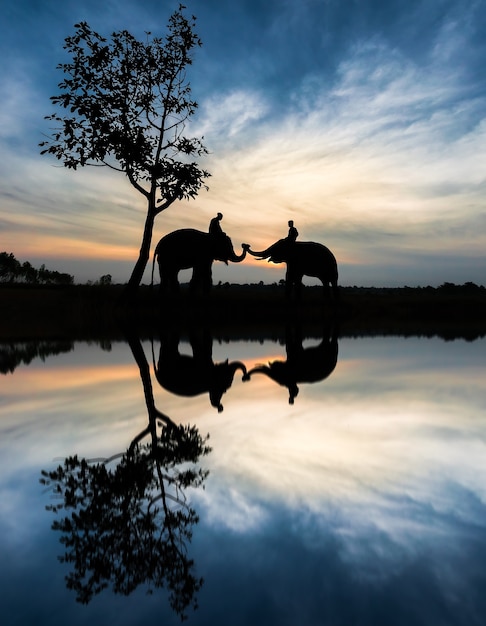 Elephant and water reflection Premium Photo