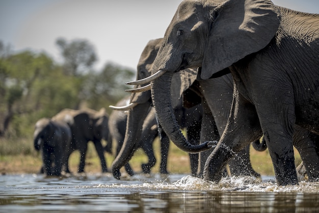 elephants-drinking-water-free-photo