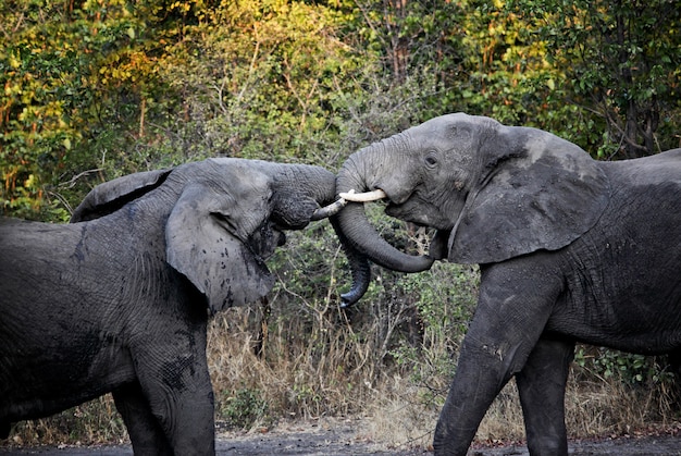 Premium Photo | Elephants fight