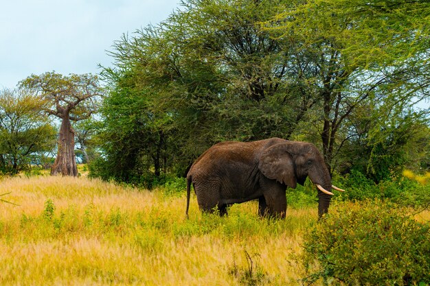 Premium Photo | Elephants in the savannah. africa. kenya. tanzania