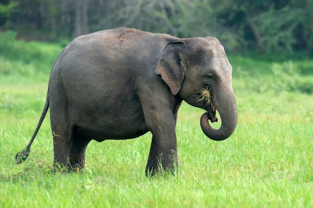 Premium Photo | Elephants in yalla national park of sri lanka