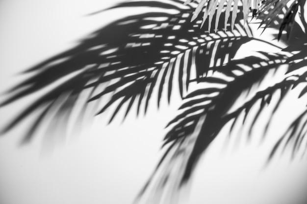 An elevated view of dark palm leaves shadow on white backdrop Photo ...