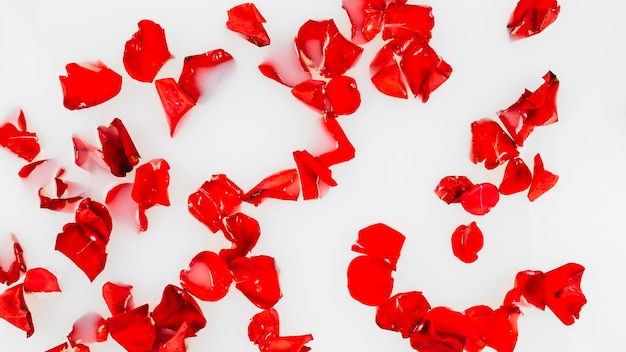 Elevated view of red rose petals floating on water Photo | Free Download