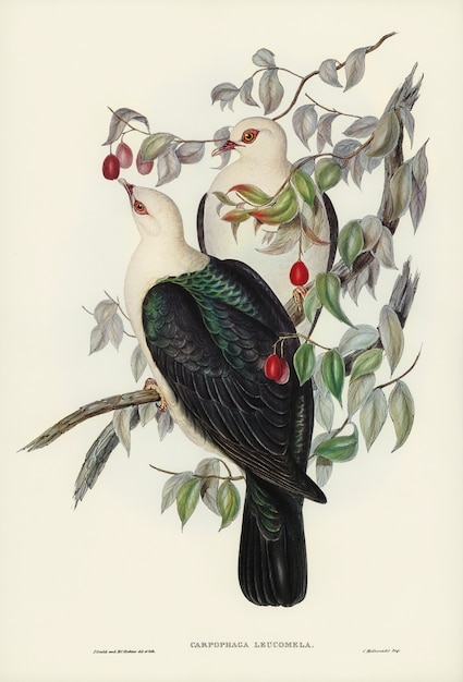 エリザベス・グールド(elizabeth gould)によって描かれた白い頭の果実ピジョン(carpophaga leucomela) 無料写真
