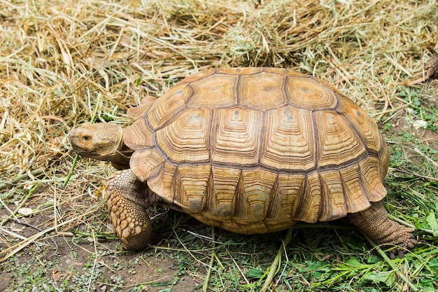 Premium Photo | Elongated tortoise - indotestudo elongata