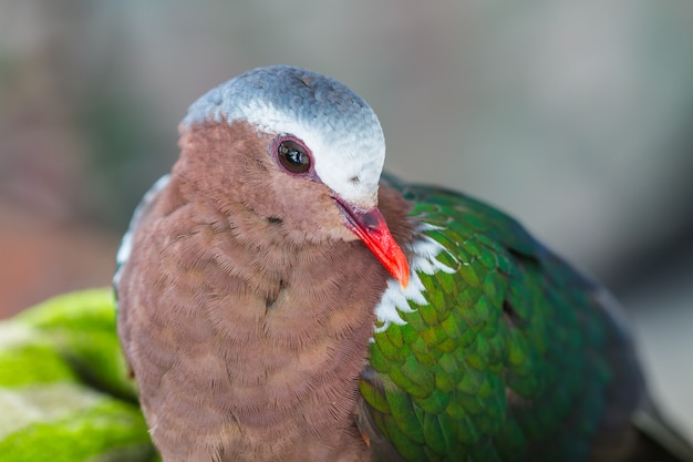 Premium Photo | Emerald dove or green pigeon