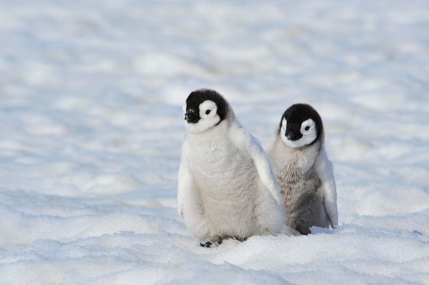 南極の皇帝ペンギンの雛 プレミアム写真