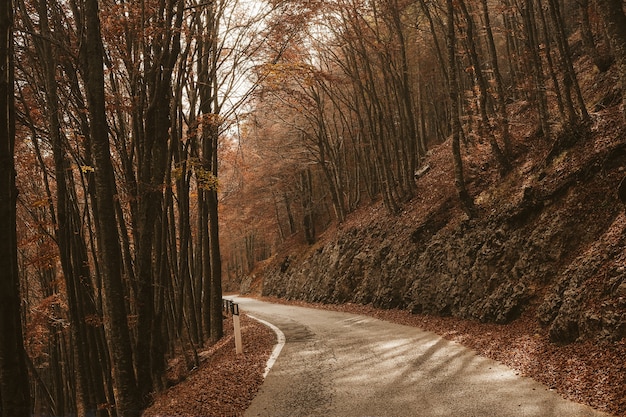 Деревья вдоль дороги фото