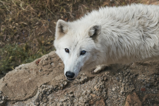 絶滅危惧種の北極の白狼 プレミアム写真