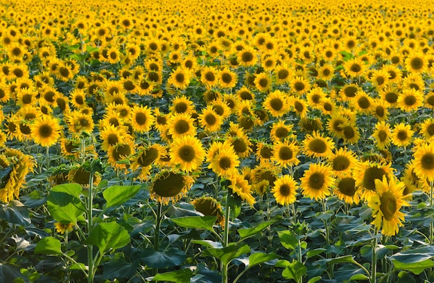 Endless sunflower field Free Photo
