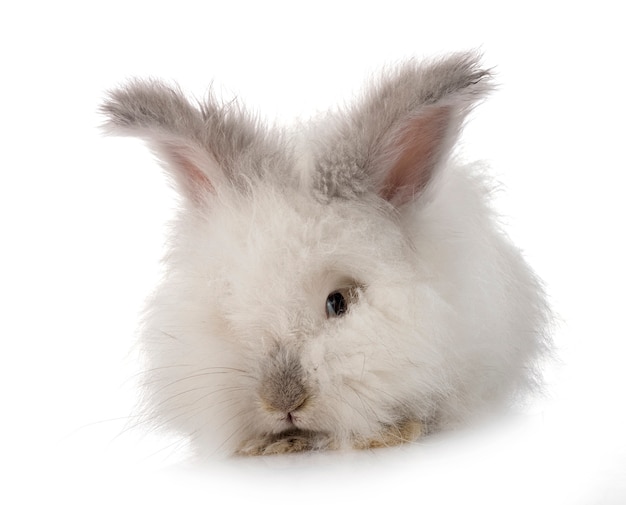 Premium Photo English Angora Rabbit