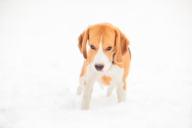 英語のビーグル犬の子犬 犬は額の下から見て 白い雪の背景に立ってカメラをのぞきます プレミアム写真