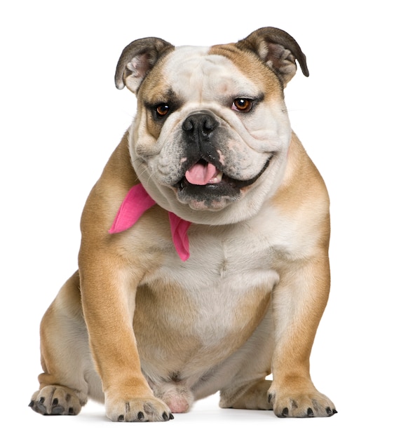 Premium Photo | English bulldog, 11 months old, sitting in front of ...