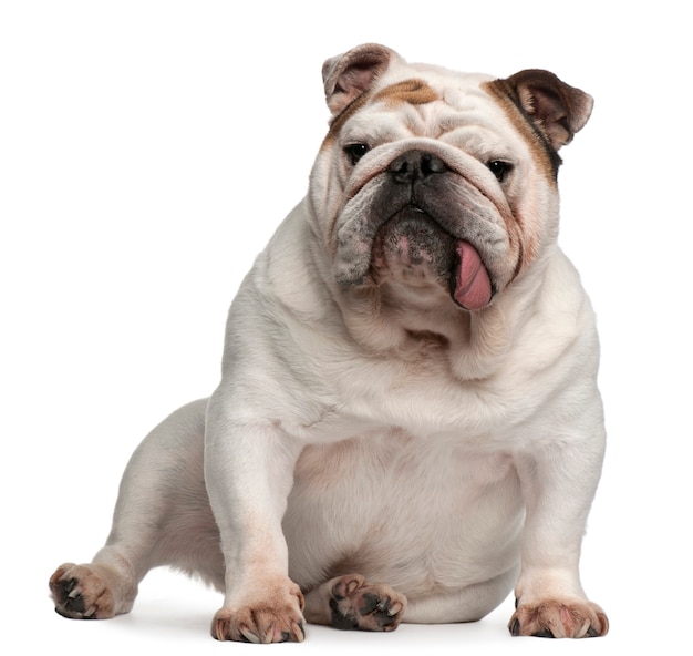 Premium Photo | English bulldog, 5 years old, sitting in front of white ...