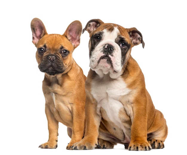 english bulldog puppies for free