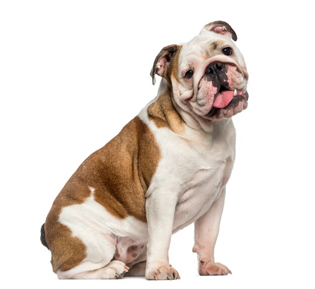 Premium Photo | English bulldog sitting isolated on white