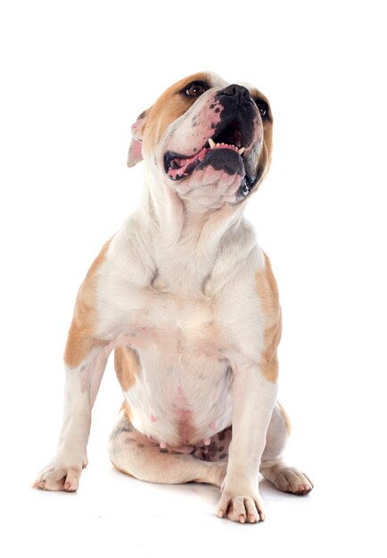 English bulldog | Premium Photo