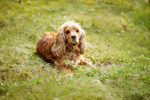 Premium Photo | English cocker spaniel lying on grass outdoors