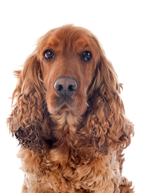 English cocker Premium Photo
