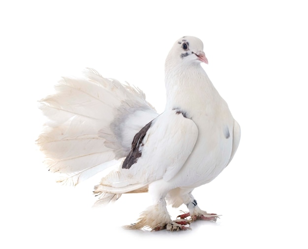 Premium Photo | English fantail in front of white background