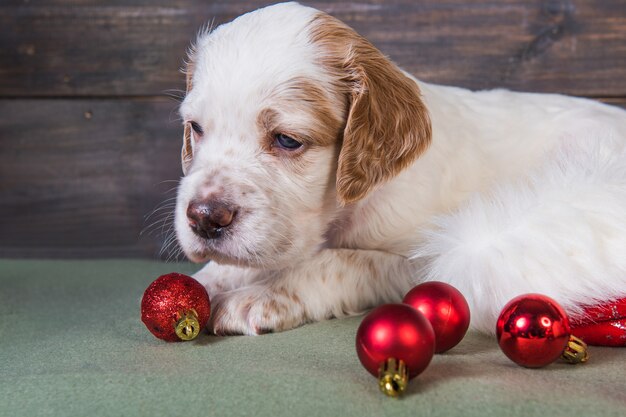 puppy christmas toys