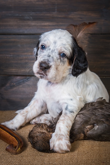 ハンティングナイフとアヒルの横にあるイングリッシュセッター子犬狩猟犬 プレミアム写真