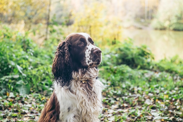 English Springer Spaniel Free Vectors Stock Photos Psd
