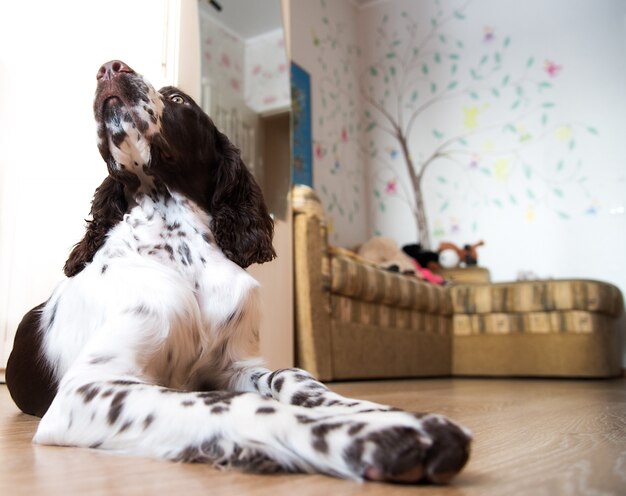 English Springer Spaniel Free Vectors Stock Photos Psd