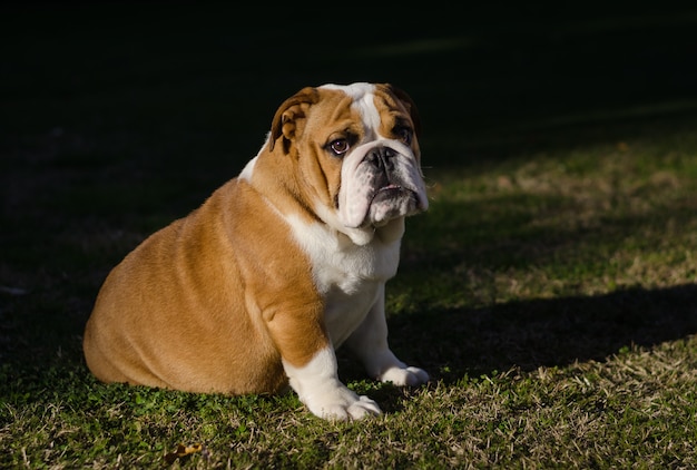 Premium Photo | English white and brown female bulldog sitting on the grass