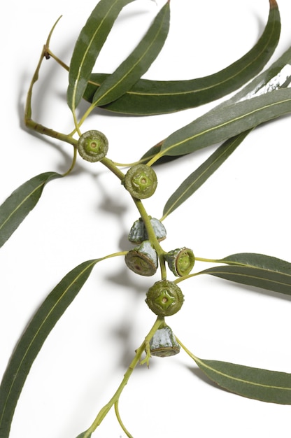 Premium Photo | Eucalyptus leaves on white background