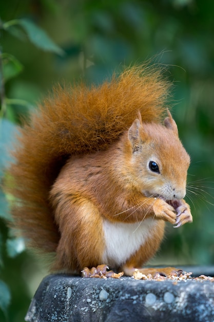 Premium Photo | Eurasian red squirrel (sciurus vulgaris) eating a nut