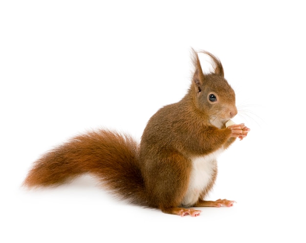 Premium Photo | Eurasian red squirrel - sciurus vulgaris in front on a ...