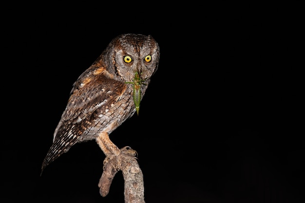 Premium Photo Eurasian Scops Owl Holding Green Bushcricket In Beak