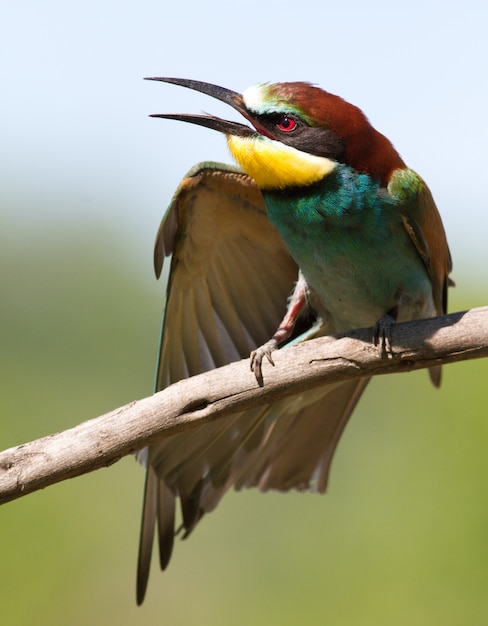 Premium Photo | European bee-eater stretches wings