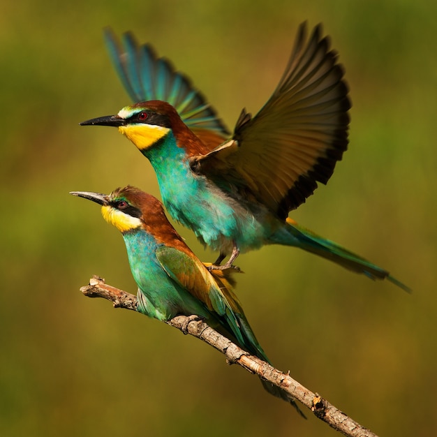 Premium Photo | European bee eaters mating on a beautiful background