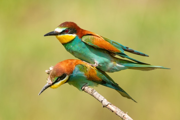 Premium Photo | European bee eaters (merops apiaster) mating.