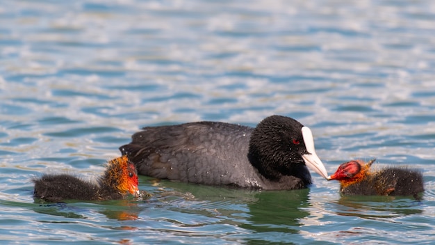 Premium Photo European Coot Fulica Atra Feeding Her Chick On The Lake