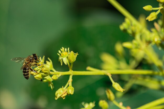 ヨーロッパのミツバチ Apis Mellifera 受粉アボカドの花 パーシーアメリカーナ プレミアム写真