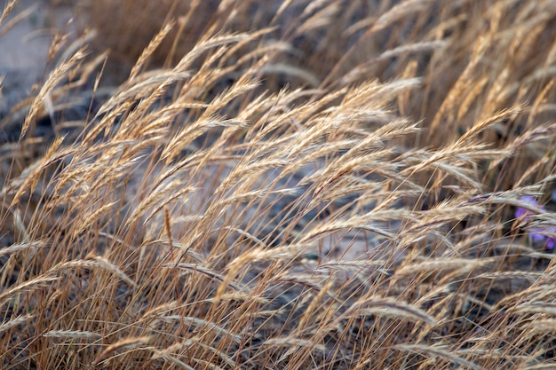 Premium Photo | European marram grass