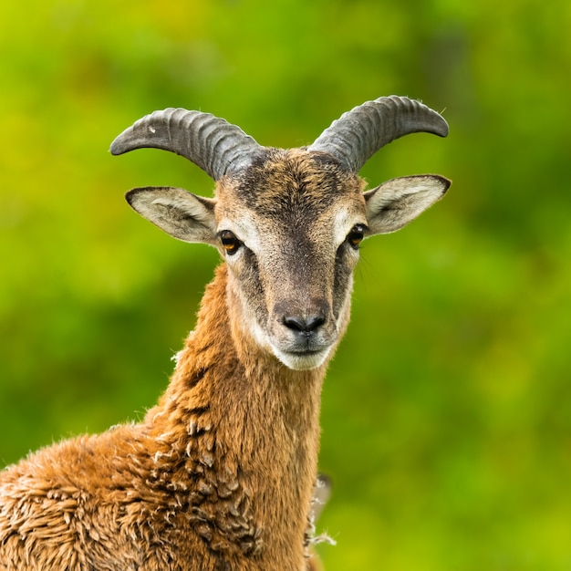 Premium Photo European Mouflon Ovis Aries Musimon Standing In The Grass