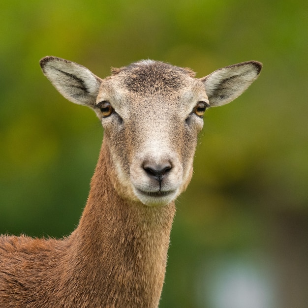 Premium Photo | European mouflon (ovis aries musimon) standing in the ...