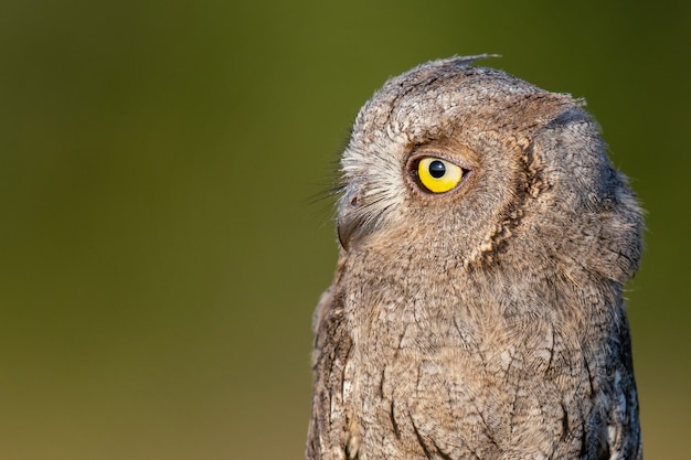 Premium Photo European Scops Owl Otus Scops Close Up Portrait