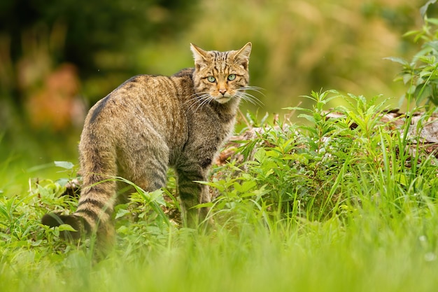 Premium Photo | European wildcat with black stripes on tail looking ...