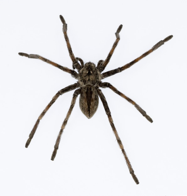 Premium Photo | Eusparassus dufouri - sparassidae. spider isolated on a ...