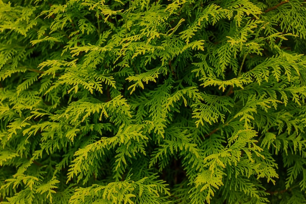常緑の背景 新鮮な夏のヒノキの葉 緑の葉の背景 サイプレス支店のテクスチャ マクロサイプレス ヒマラヤスギの種子の背景パターン 針葉樹杉thujaリーフグリーンテクスチャ プレミアム写真